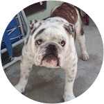 Pudge-English-Bulldog