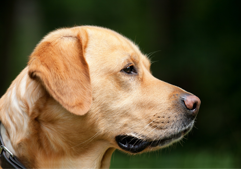 While this healthy Labrador shows no signs of skin issues, histiocytomas in dogs typically appear as small, pink button tumors that develop quickly on young dogs like this one.