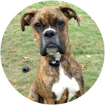 Box with Tetanus Pet Insurance Claim