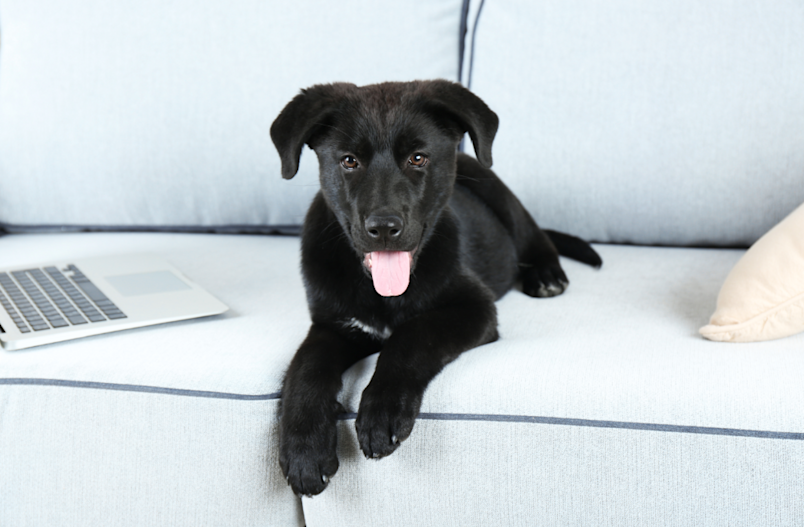 a cute black puppy sitting on a sofa beside a laptop, probably searching for a unique black name fit for her playful personality.