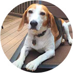 Annabelle - Beagle