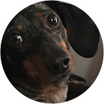 Dapple dachshund swallowed plastic