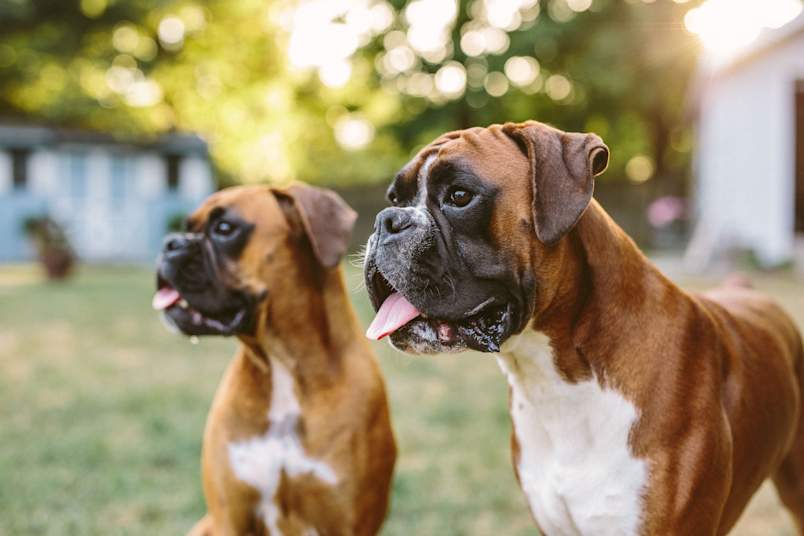 Two fawn-and-white Boxer dogs stand in a sunny backyard, tongues out and full of energy. Boxers are one of the breeds most predisposed to developing epulis — a type of growth on the gums that owners of this breed should know well.