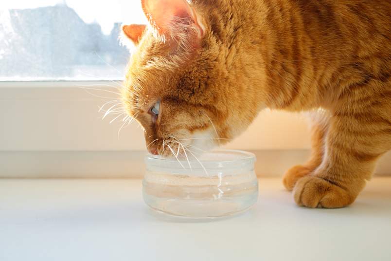 An orange tabby cat drinks from a clear glass bowl on a bright windowsill, sunlight catching the water's surface. Adequate hydration is one of the most important factors in preventing urinary blockages in cats — and it becomes even more critical after perineal urethrostomy.