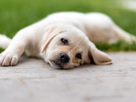 Puppy laying outside looking tired, like me might have parvo.