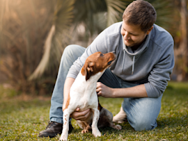How do dogs view humans? In this image, one can see a man in a gray hoodie sitting on green grass in a sunlit outdoor setting, gently petting and making eye contact with his Jack Russell terrier, showcasing the special bond between humans and dog.