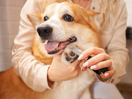 This beautiful dog looks so behaved and happy while its human is trimming its nails. Is this the proper way of trimming a dog's nail? Well, it seems like the dog trusts its owner with how relaxed it looks.
