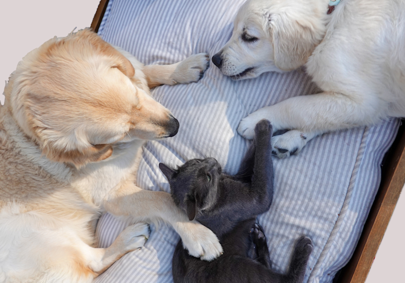 Three dogs—a cream-colored retriever, a white shepherd, and a golden retriever—gently surround a small gray kitten on a blue striped cushion, perfectly exemplifying how cat breeds that get along with dogs can form natural, peaceful relationships with dog companions from an early age.