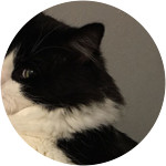 Todd- Domestic Longhair Cat