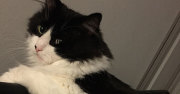 Todd- Domestic Longhair Cat