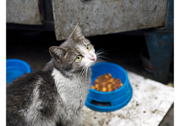 A gray and white tabby cat with beautiful yellow-green eyes sitting peacefully next to a blue bowl of cat food, perfectly demonstrating what to do with a stray cat when you encounter one in need of help.