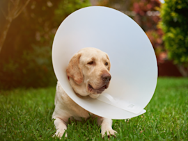 An adorable dog is seen wearing a traditional dog cone collar more humorously known as cone of shame. But what's not humorous is the expression the poor dog is wearing, its owner might have to look for dog cone alternatives the next time around.