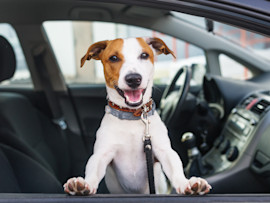 Dog in Hot Car