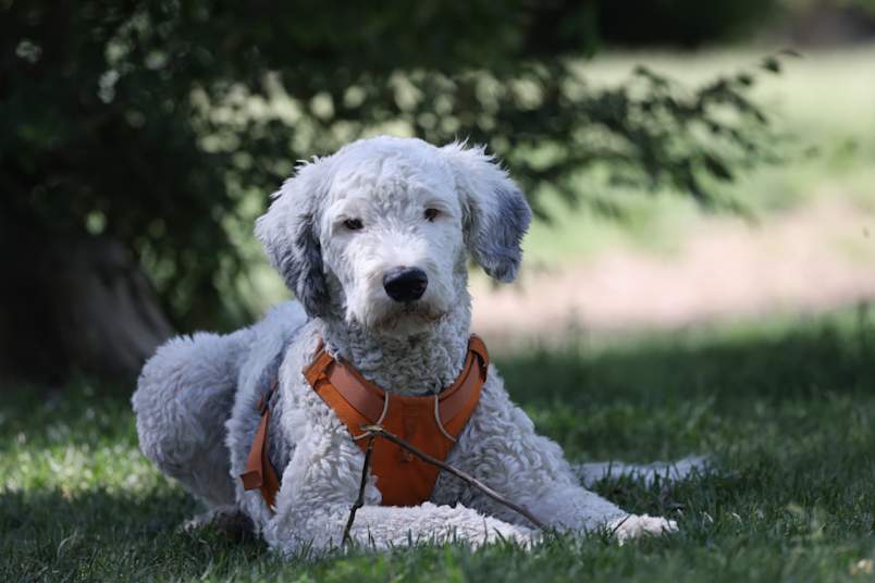 A sheepadoodle laying in the grass wearing a harness