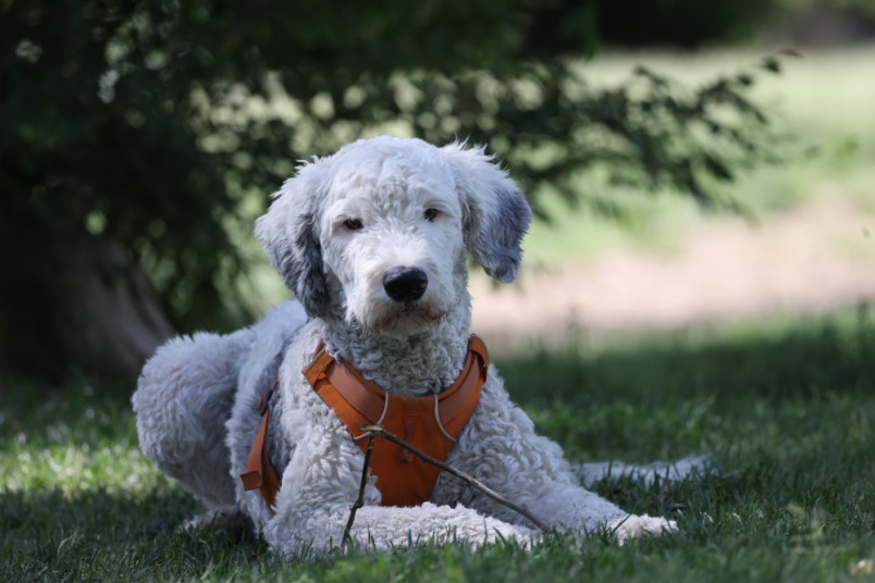 A sheepadoodle laying in the grass wearing a harness