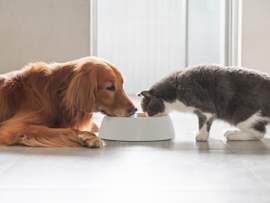 A friendly Golden Retriever and a fluffy gray and white cat sharing a single food bowl on a clean tiled floor in a bright indoor space. This heartwarming image of a multi-pet household captures the daily reality many pet parents face when balancing feeding routines for dogs and cats together.
