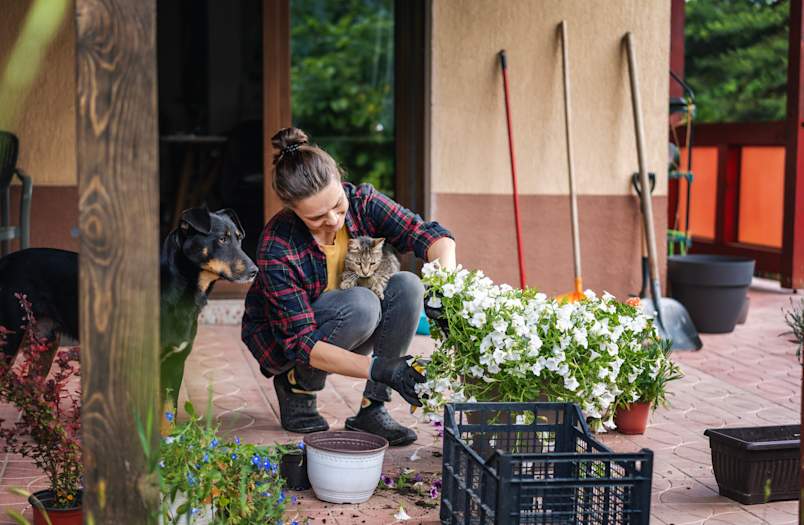 A gardener kneels on a patio repotting white petunias, a tabby cat tucked in one arm and a black-and-tan dog watching closely at her side.