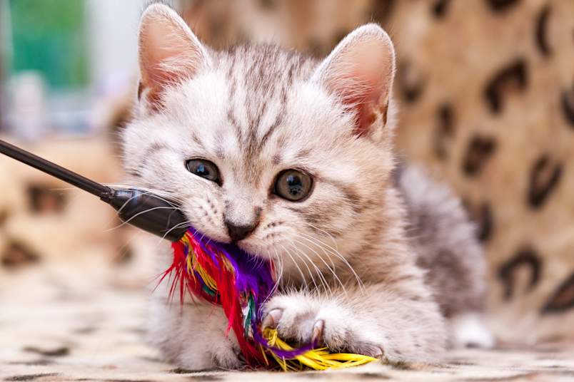 Kitten playing with toy
