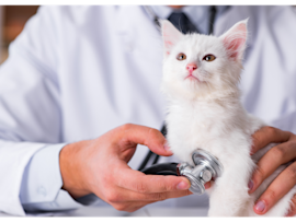 A veterinarian examines a white kitten with a stethoscope during routine vet visits for cats, highlighting the importance of budgeting for the average cost of vet visit for cat care.