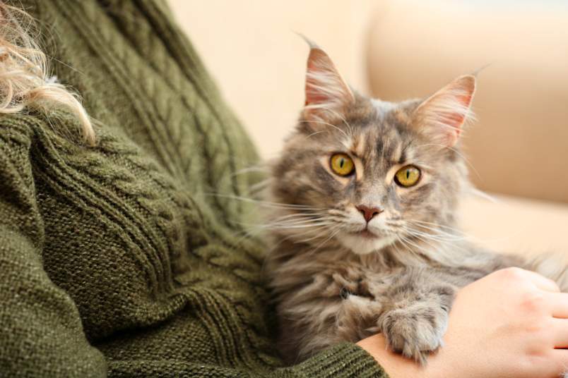 Emotional support cat being held by owner