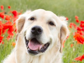 golden retriever sitting in field with red flowers