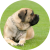 Image of a Mastiff laying in a yard