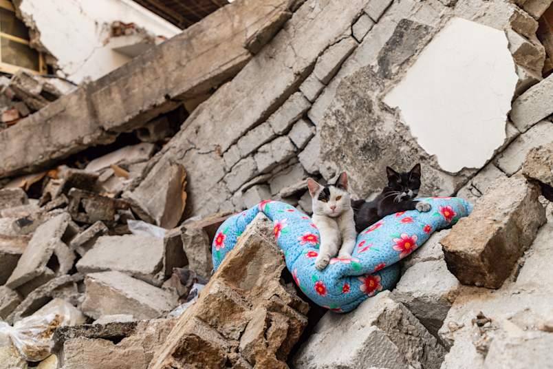 Two cats, one black-and-white, one black, huddle together on a floral cushion perched among the concrete rubble of a collapsed building.