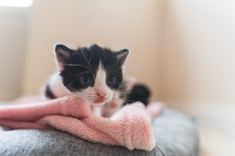Kitten laying on a blanket with its blue eyes open