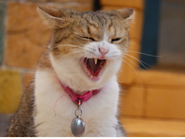 A cat with his mouth open, most probably suffering from feline stomatitis.