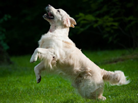 A white American Golden Retriever leaping mid-air on a grassy lawn surrounded by trees, demonstrating its joyful and active personality.