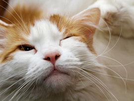 Close-up of an orange and white cat with a contented expression, a reminder that if your cat has one eye watery eye and no other symptoms, it might just be a minor irritation from dust or allergies.