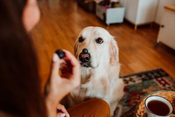 Owner giving dog a blueberry treat