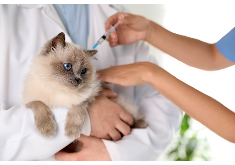 This image shows a veterinarian administering a vaccination to a beautiful Siamese kitten, demonstrating essential preventative healthcare that helps reduce cat sneezing. The professional veterinary setting highlights how preventative healthcare for cats is another important ingredient in reducing cat sneezing episodes.