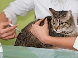 A veterinarian carefully administering a rabies vaccine for a cat by injection, highlighting the importance of knowing how much is a rabies shot for a cat and how often do cats get rabies shots to ensure feline health protection.