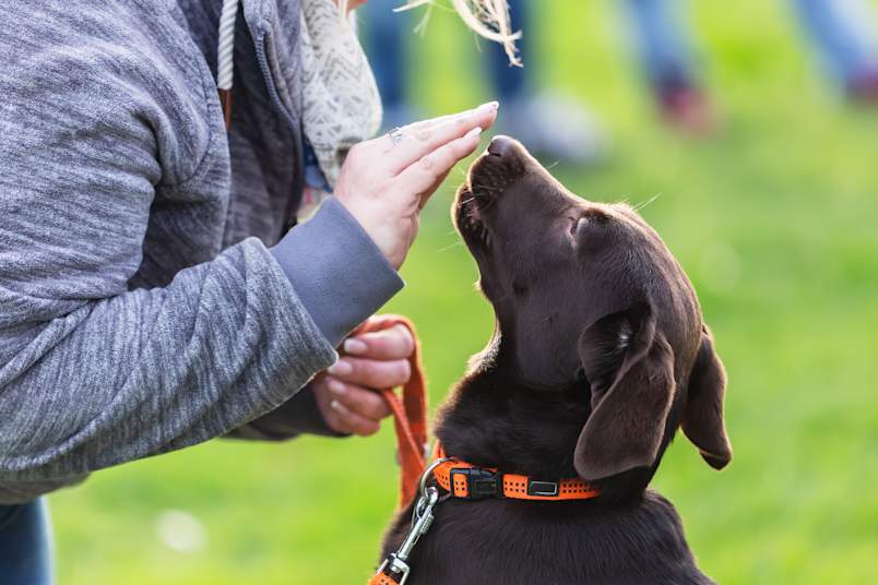 Woman Training Dog for ESA