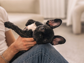 a puppy with his owner during the first 48 hours he was brought home