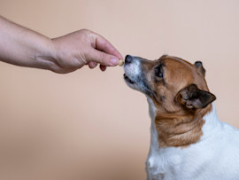 Dog taking gabapentin