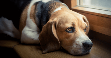 Sad Beagle Looking Out the Window