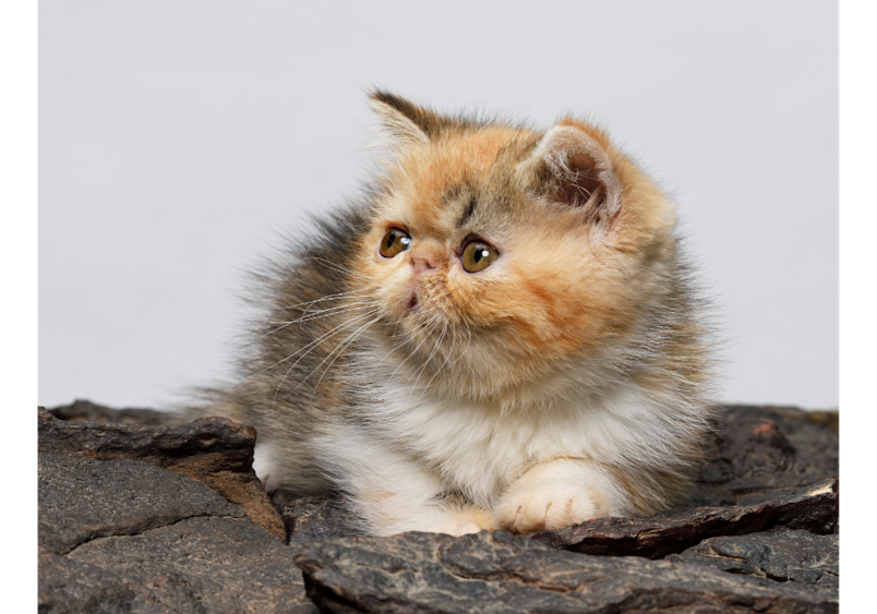 The kitten's shortened muzzle and pushed-in nose structure exemplify why short-nosed kitties may experience more cat sneezing due to their facial anatomy.