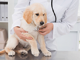 vet checking golden retriever puppy for heart murmurs