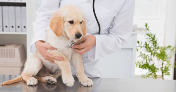 vet checking golden retriever puppy for heart murmurs