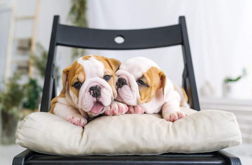 Cute Bulldog Puppies on Chair