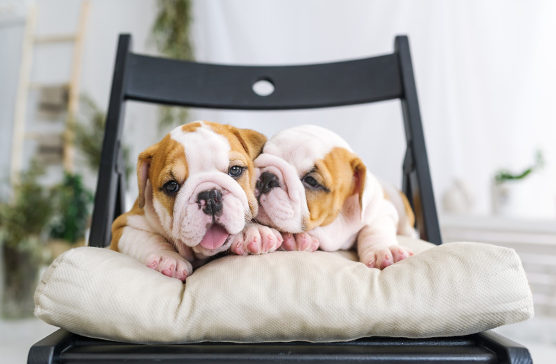 Cute Bulldog Puppies on Chair