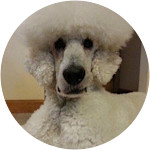 Fresco - Standard Poodle