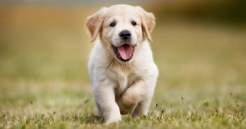 golden retriever puppy running in grass