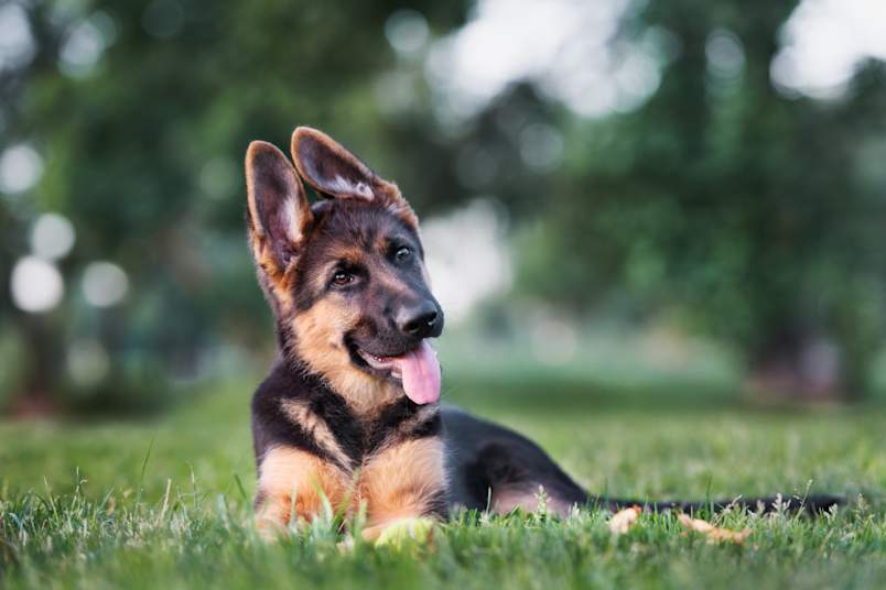 A newly named boy dog looking adorable laying in the grass.