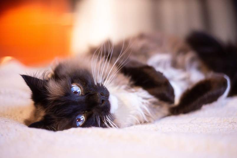 A Siamese cat, a friendly breed of cat, lounging on a bed