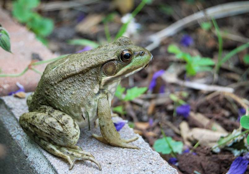 large green bullfrog (not a toad) sitting alertly on a concrete or stone surface, photographed in sharp detail showing its distinctive smooth moist skin, prominent golden eyes with dark pupils, and muscular legs, while small purple wildflowers and green foliage create a natural garden backdrop, demonstrating this is a common frog species that's generally not toxic to dogs unlike toads which have warty skin and can be poisonous.