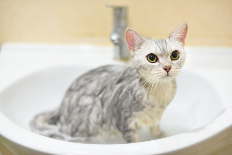 Cat sitting in the sink during a bath