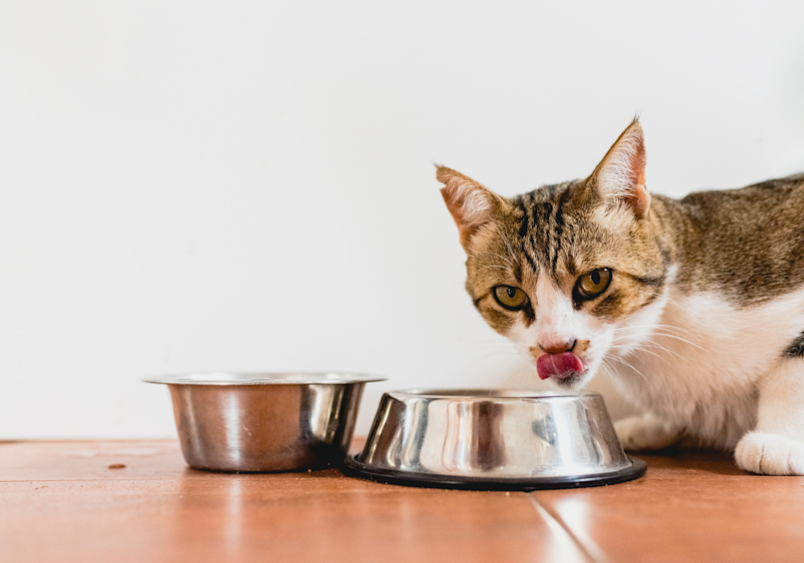Can cats have dog food? This tabby cat with white markings is eating from one of two stainless steel bowls on a wooden surface, illustrating the common question pet owners face about whether cats can safely consume food formulated for dogs.